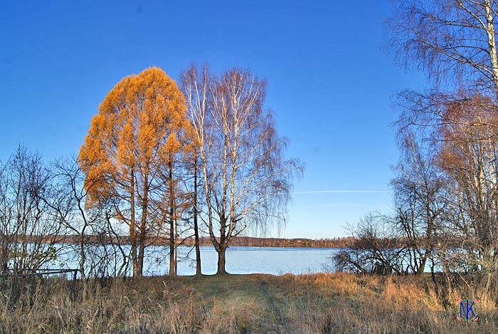 Лиственница красивая